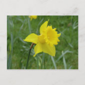 Welsh Daffodil in Bloom Briefkaart (Voorkant)