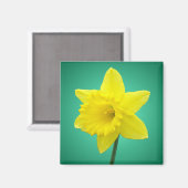 Welsh Daffodil - IV Magneet (Voorkant / Achterkant)