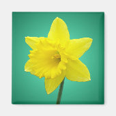 Welsh Daffodil - IV Magneet (Voorkant)