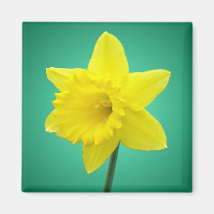 Welsh Daffodil - IV Magneet