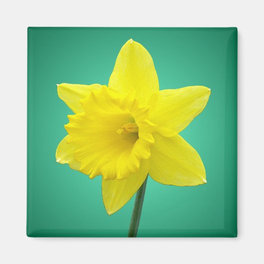Welsh Daffodil - IV Magneet (Voorkant)