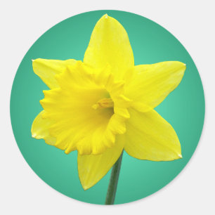 Welsh Daffodil - IV Ronde Sticker