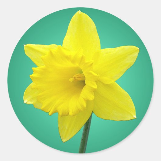 Welsh Daffodil - IV Ronde Sticker (Voorkant)