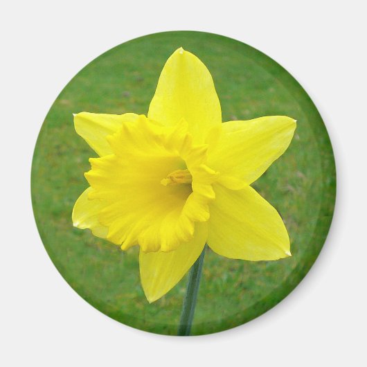 Welsh Daffodil Magneet (Voorkant)