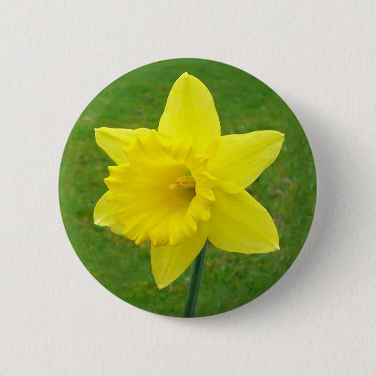 Welsh Daffodil Ronde Button 5,7 Cm (Voorkant)