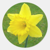 Welsh Daffodil Ronde Sticker (Voorkant)
