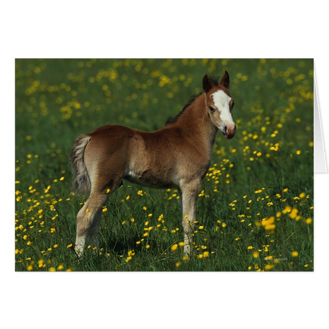 Welsh Foal (Voorkant Horizontaal)