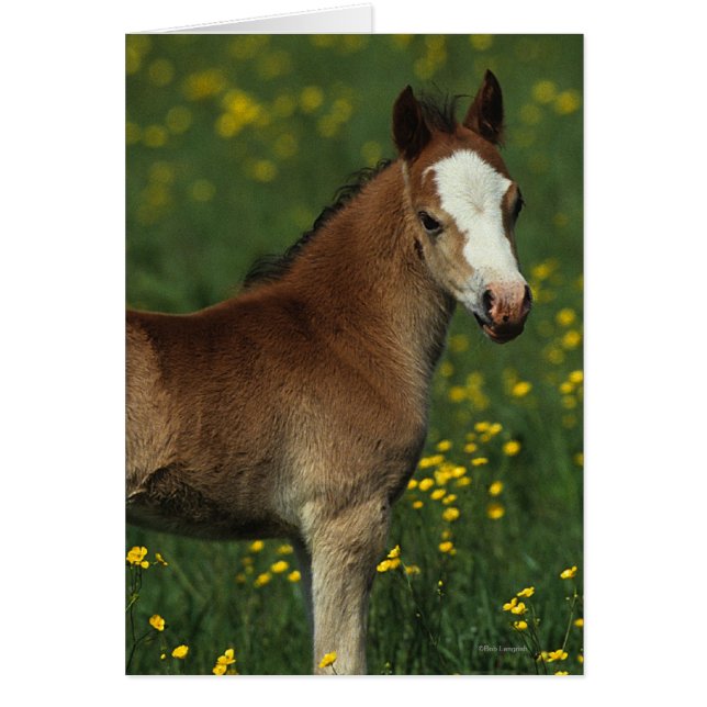 Welsh Foal (Voorkant)