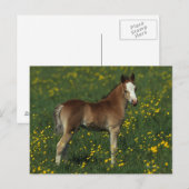 Welsh Foal Briefkaart (Voorkant / Achterkant)