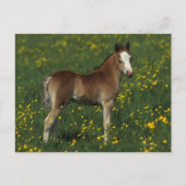 Welsh Foal Briefkaart (Voorkant)