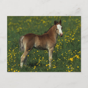 Welsh Foal Briefkaart