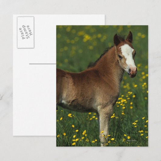 Welsh Foal Briefkaart (Voorkant / Achterkant)
