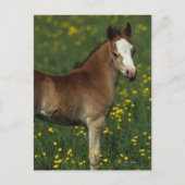 Welsh Foal Briefkaart (Voorkant)