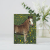 Welsh Foal Briefkaart (Staand voorkant)