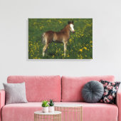 Welsh Foal Canvas Afdruk (Insitu (Woonkamer))