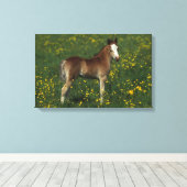 Welsh Foal Canvas Afdruk (Insitu (Houten vloer))