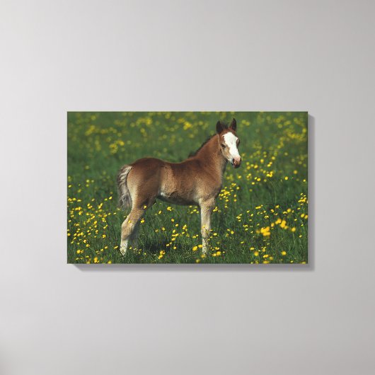 Welsh Foal Canvas Afdruk (Voorkant)