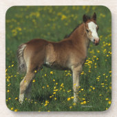 Welsh Foal Drankjes Onderzetter (Voorkant)