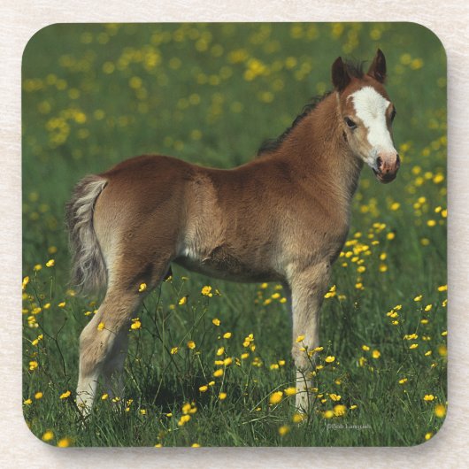 Welsh Foal Drankjes Onderzetter (Voorkant)