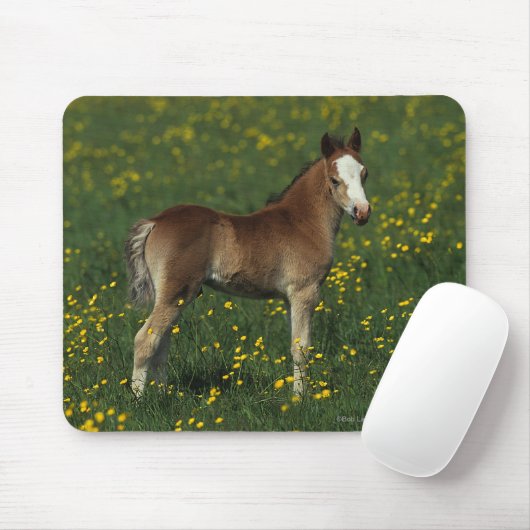 Welsh Foal Muismat (Met muis)