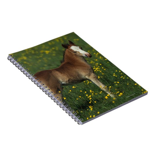 Welsh Foal Notitieboek (Rechterzijde)