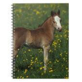 Welsh Foal Notitieboek (Voorkant)