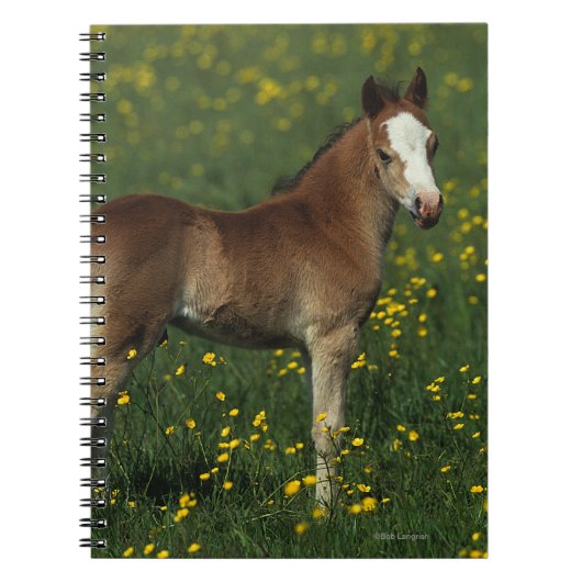 Welsh Foal Notitieboek (Voorkant)