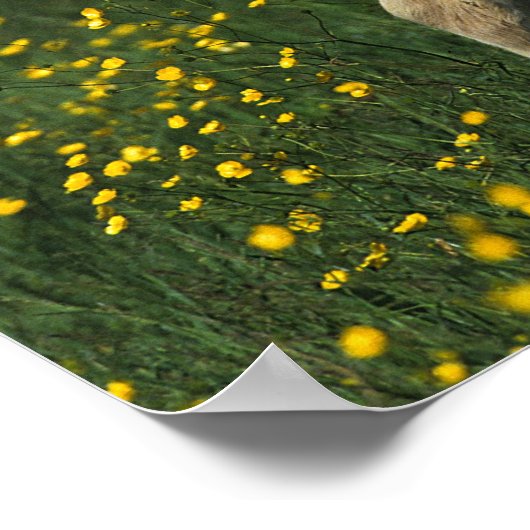 Welsh Foal Poster (Hoek)