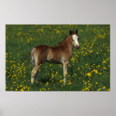 Welsh Foal Poster (Voorkant)