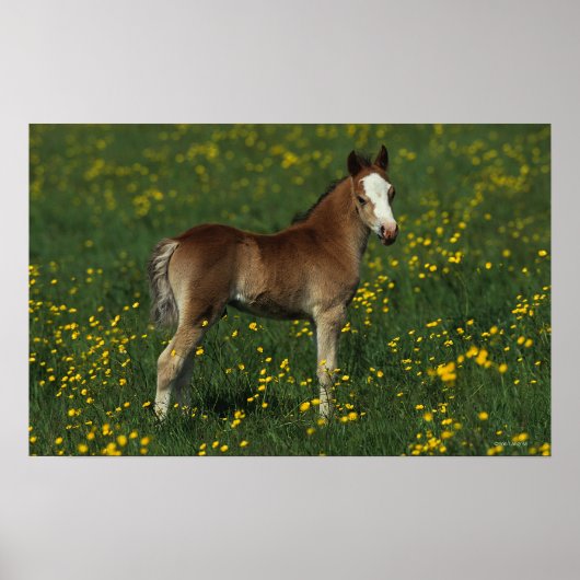Welsh Foal Poster (Voorkant)