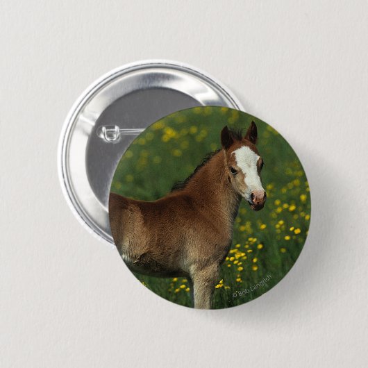 Welsh Foal Ronde Button 5,7 Cm (Voorkant /achterkant)