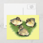Welsh Harlequin Ducklings Briefkaart (Voorkant / Achterkant)