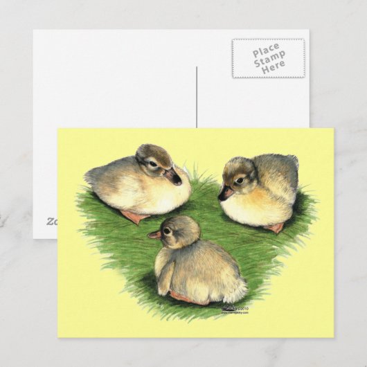 Welsh Harlequin Ducklings Briefkaart (Voorkant / Achterkant)