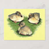 Welsh Harlequin Ducklings Briefkaart (Voorkant)