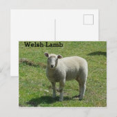 Welsh Lamb Briefkaart (Voorkant / Achterkant)