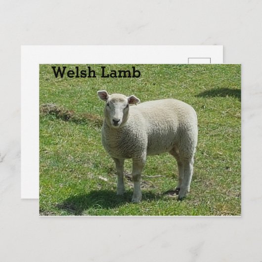 Welsh Lamb Briefkaart (Voorkant / Achterkant)