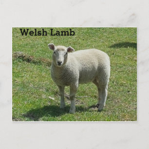 Welsh Lamb Briefkaart