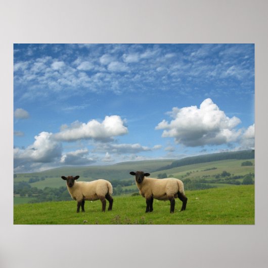 Welsh Lambs Poster (Voorkant)