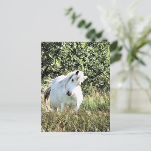 WELSH MOUNTAIN PONY BRIEFKAART (Staand voorkant)
