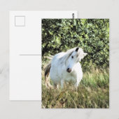 WELSH MOUNTAIN PONY BRIEFKAART (Voorkant / Achterkant)