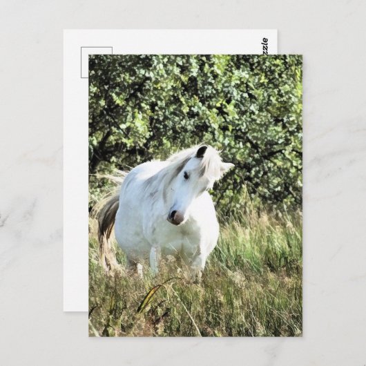 WELSH MOUNTAIN PONY BRIEFKAART (Voorkant / Achterkant)