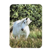 WELSH MOUNTAIN PONY MAGNEET (Verticaal)