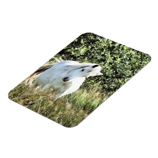 WELSH MOUNTAIN PONY MAGNEET (Linkerzijde)