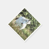 WELSH MOUNTAIN PONY SERVET (Hoek)