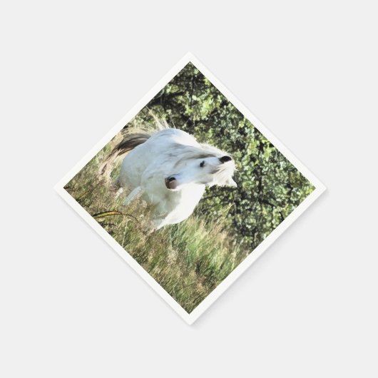 WELSH MOUNTAIN PONY SERVET (Hoek)