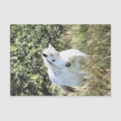 WELSH MOUNTAIN PONY TISSUEPAPIER (Voorkant)