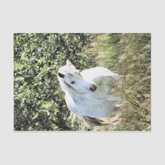 WELSH MOUNTAIN PONY TISSUEPAPIER (Voorkant)