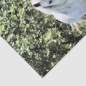 WELSH MOUNTAIN PONY TISSUEPAPIER (Detail)