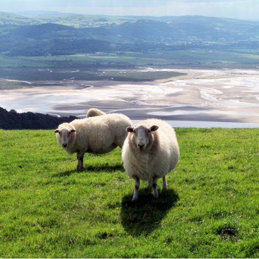WELSH MOUNTAIN SHEEP Case-Mate iPhone CASE