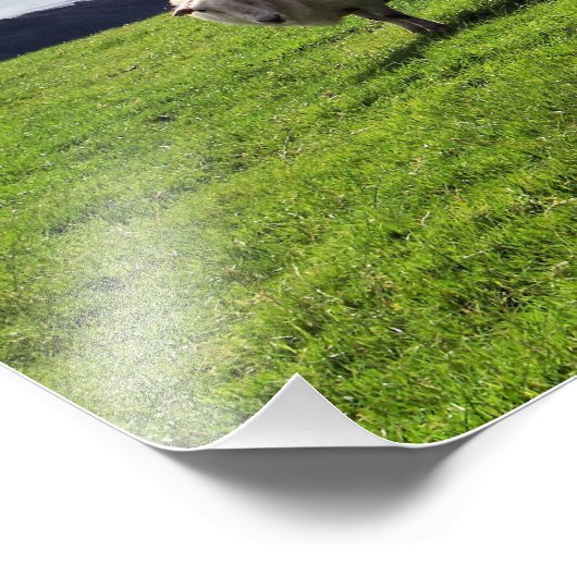 WELSH MOUNTAIN SHEEP FOTO AFDRUK (Hoek)